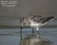 Foto: Kleinste strandloper [Calidris minutilla] Sanibel island Florida USA (okt2013)    
